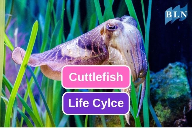 Take A Look At Cuttlefish Life Cycle